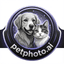 petphoto.ai logo